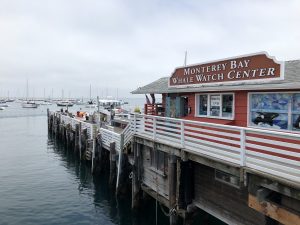Walvissen spotten bij Monterey